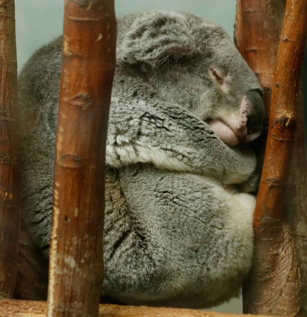 un koala provenant du zoo de San diego..